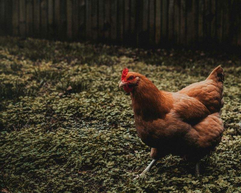 春の食卓を彩る、鶏の旨みを引き出す調理の工夫